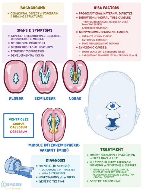 Holoprosencephaly: What Is It, Causes, Signs | Osmosis