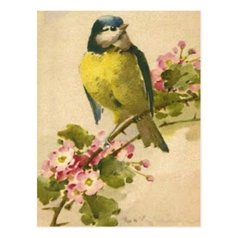 Victorian Bird Illustration Postcard Zazzle Catherine Klein Birds