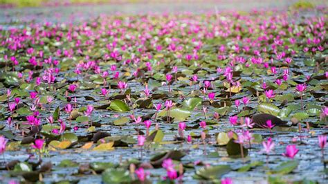 Beautiful Lotus Flower Field Stock Photo Download Image Now Adult