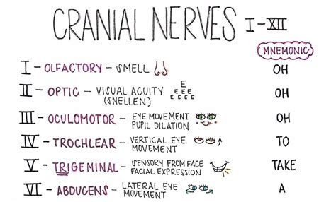 Cranial Nerves Nursing Study Sheets Artofit