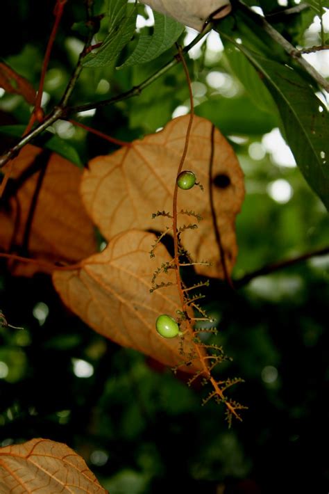 Ampelocissus Cinnamomea Wall Ex Malawson Planch Flickr