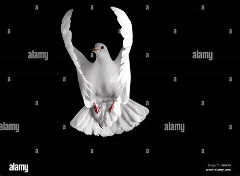 White Dove Flying On A Black Background Stock Photo Alamy