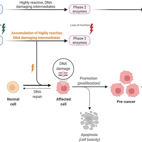 Schematic Representation Of The Role Of Pharmacogenomics In The