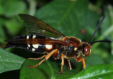 Cicada Killer Sphecius Speciosus Bugguide Net