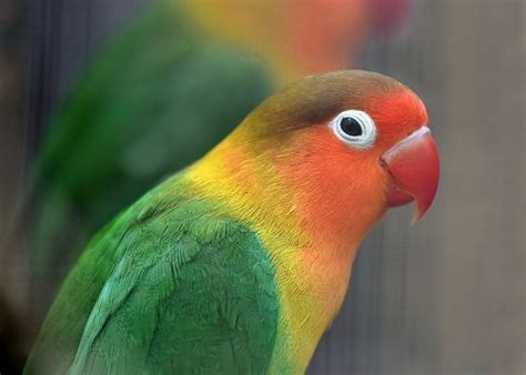 Fischer’s Lovebird Care Guide, Info & Price » Petsoid