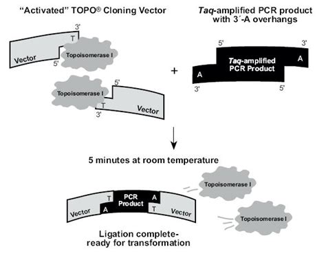 Boston Universitytopo Cloning