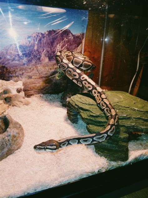 My 4 Year Old Ball Python Our Reptile Forum