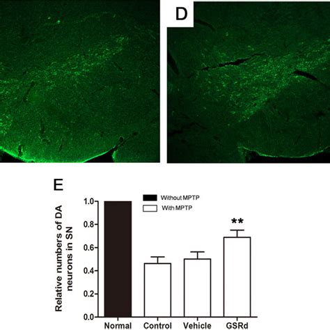 Effects Of Ginsenoside Rd On Mitochondrial Function In 1 Methyl 4