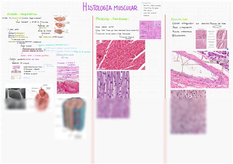 SOLUTION Repaso Histol Gico De Los Tipos De M Sculo Studypool