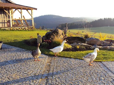 Bauernhofurlaub Bayerischer Wald Regen Bauernhof Urlaub Urlaub Auf Dem