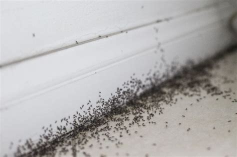 How To Stop Ants From Invading Your Bathroom Identification And