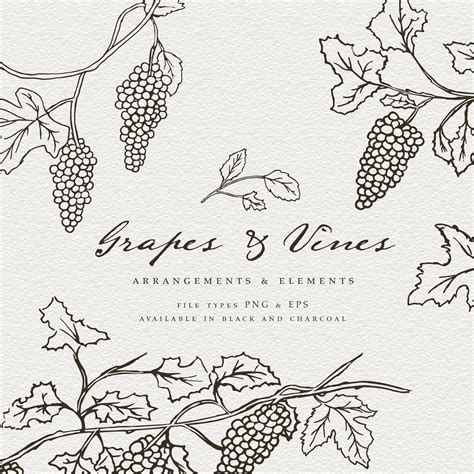 Grape Vines Hand Drawn Line Art Hand Drawn Grape Vines Wine Etsy