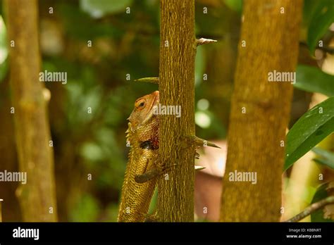 Close Up Of Calotes Versicolor Daudin Red Headed Lizard Or Indian