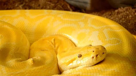 Yellow Snake At Reston Zoo Hd Youtube