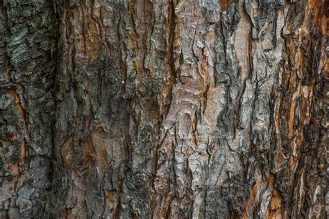 Tree Bark Background - High-quality Free Backgrounds