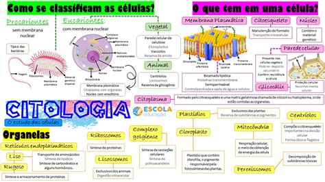 Mapa Mental Sobre Citologia Baixe Gr Tis Em Pdf Citologia Celulas