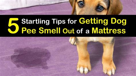 Get Dog Pee Smell In A Mattress Remove Dog Urine Odor