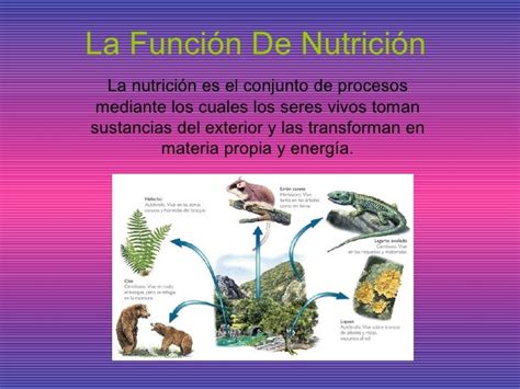 La Función De Nutrición Lan Osoa