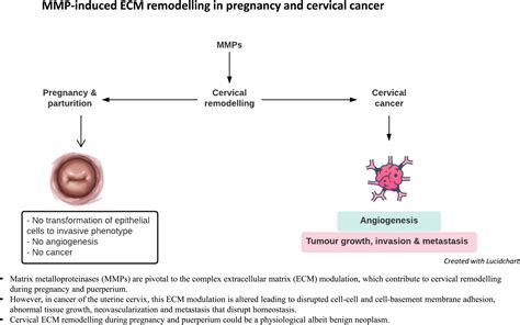 Matrix Metalloproteinase Induced Cervical Extracellular Matrix Remodelling In Pregnancy And