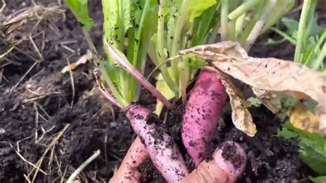 Harvesting Radishes Youtube