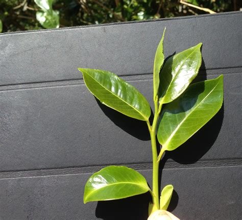 Lao Shu Dian Hong (Old Tree Yunnan) Black Tea | Seven Cups