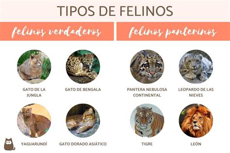 Características tipos e comportamentos dos animais felinos um olhar