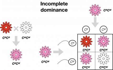 20 1 Incomplete Dominance Codominance And Multiple Alleles College