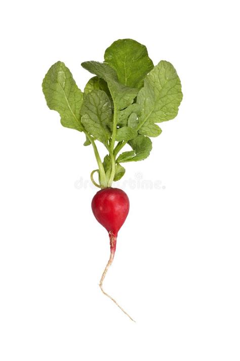 Radish with Leaves stock photo. Image of crisp, radish - 21284164