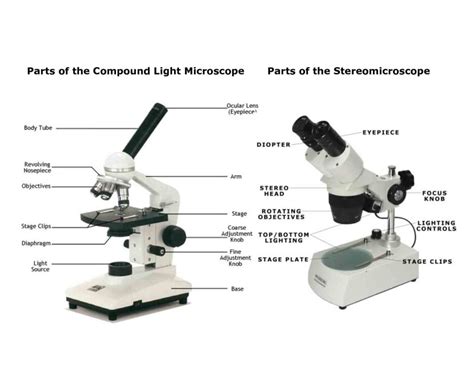 Light Microscope Main Parts Of Light Microscope Biology — db-excel.com