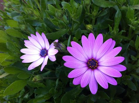 African daisy. | Plants, Planting flowers, Daisy