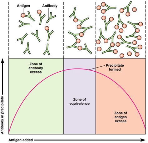 Antigen Antibody Interactions Immunology Medbullets Step 1