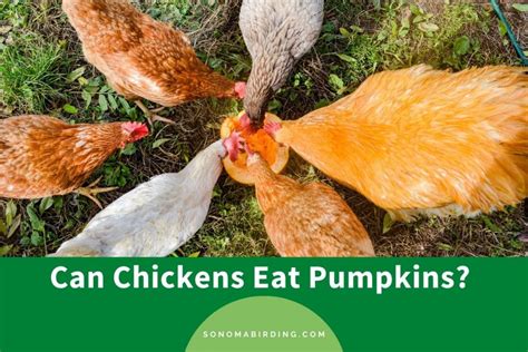 Can Chickens Eat Pumpkins Pumpkin Guts Seeds And Skin Sonoma Birding