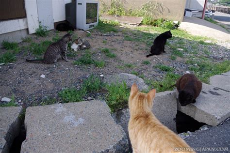 Ainoshima - Yet Another Cat Island in Japan » Zooming Japan