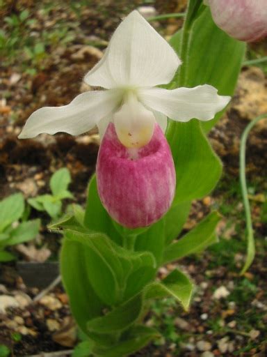 Cypripedium - Wikipedia bahasa Indonesia, ensiklopedia bebas