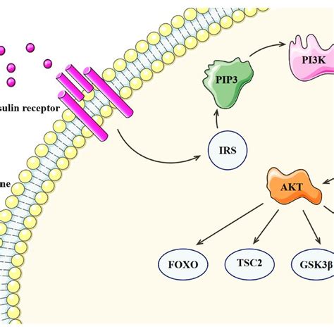 The Pi3 Kinase Akt Signaling Pathway Download Scientific Diagram