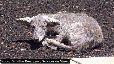 Danville’s Infamous Coyote Suffering from Mange Has Died – Danville San ...