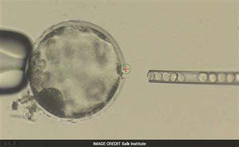 Pig Embryo Development