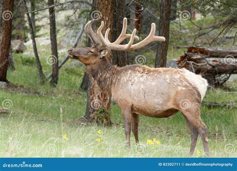 Bull Elk Stock Image Image Of Outside Scenery Wildlife 82302711