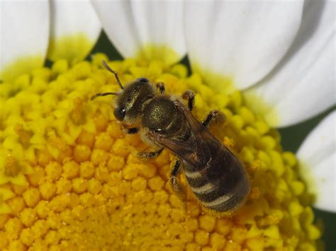 Halictus Seladonia Subauratus Halictidae Sweat Bees Flickr