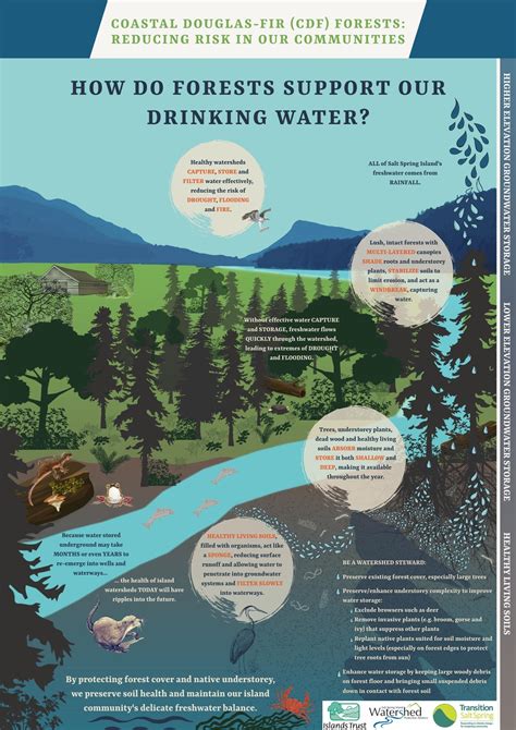 Infographic How Do Forests Support Our Drinking Water Transition