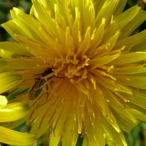 Bees, Birds & Butterflies: Early Spring Pollinators