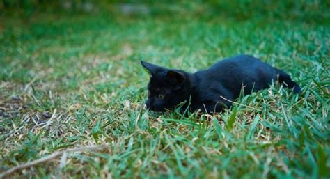 Arquivos Graminha Para Gato Milho De Pipoca Casa Artesanato