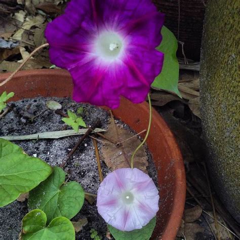 A Hawks Eye View On Instagram My Morning Glorys Are Happy In Their