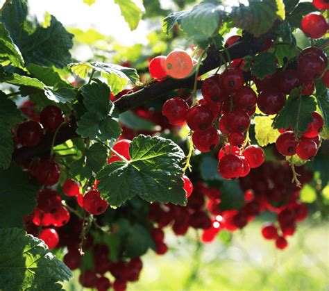 Consigli Per La Coltivazione Dei Frutti Di Bosco InOrto