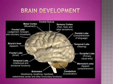 Early Childhood Trauma and Brain Development