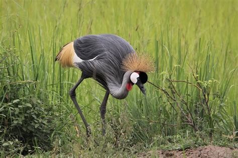 East African Crested Free Photo On Pixabay