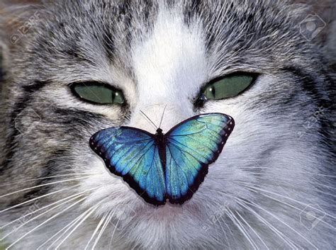 Cute Cat With Blue Butterfly Aww