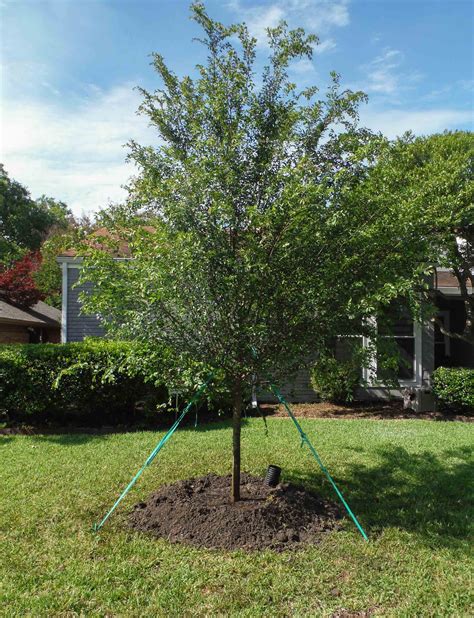 Lacebark Elm Tree - Dallas, Texas - Treeland Nursery