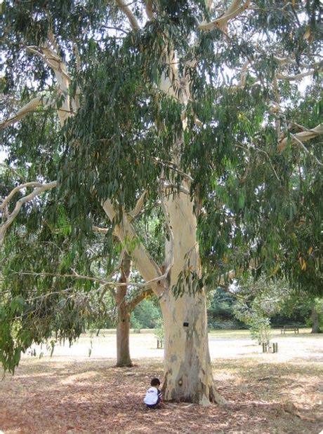 Eucalyptus Facts The Fastest Growing Tree In The World Information Of The World