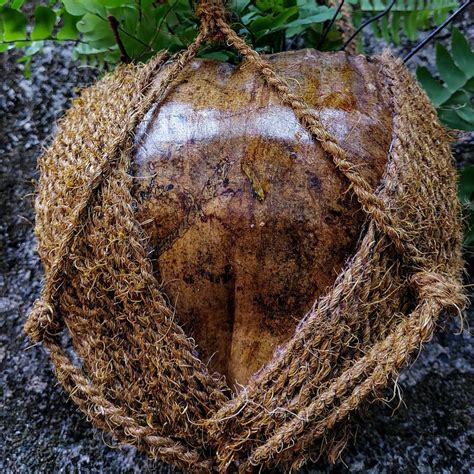 Hanging Flower Pots Coconut Husk Hanging Flower Pot Etsy